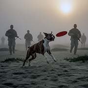boxer-dog-