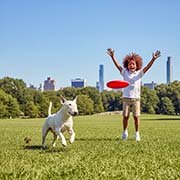 bull-terrier-