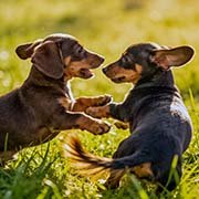 dachshund-