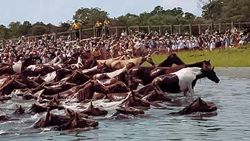 The Wild Horse Swim
